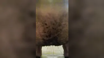 Arab shitting