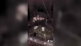 Asian Poop